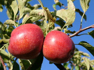 Obsthof Cordes - Fruchtfoto Dalinbel